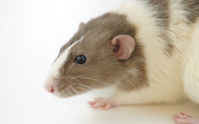 Unraveling the Power of Knockout Mice: Exploring Breakthroughs in Genetic Research